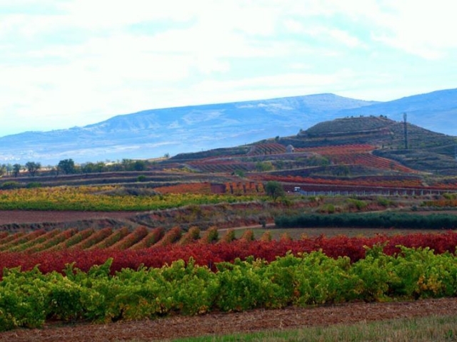  Vues sur les vignobles